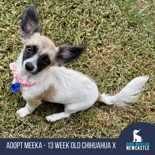 Photo of Meeka   13 Week Old Chihuahua X