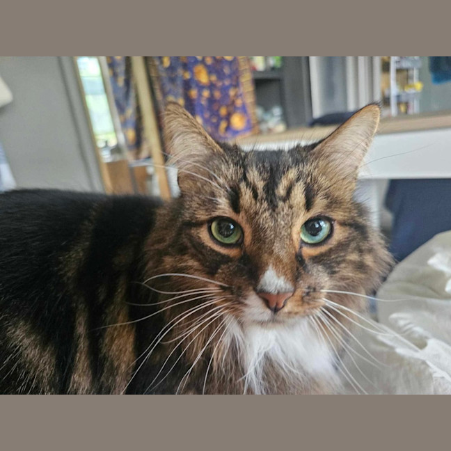 Photo of Nugget & Bellatrix 