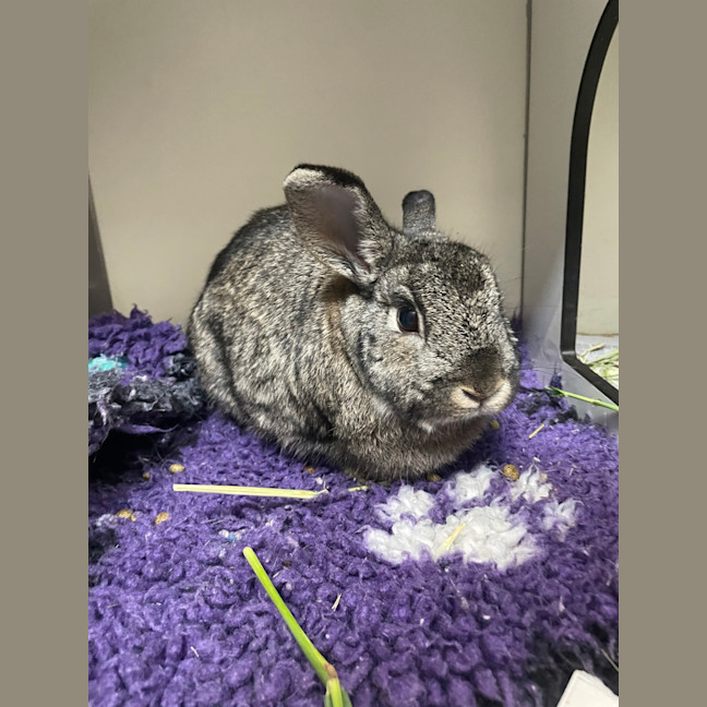 Photo of Penelope