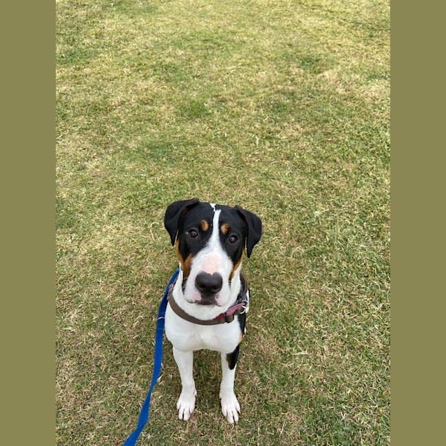 Photo of Bowser