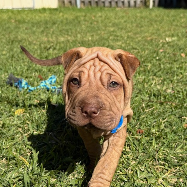Photo of Bonnie