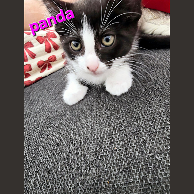 Photo of Panda