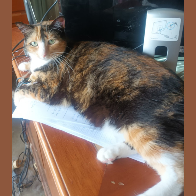Photo of Pippa
