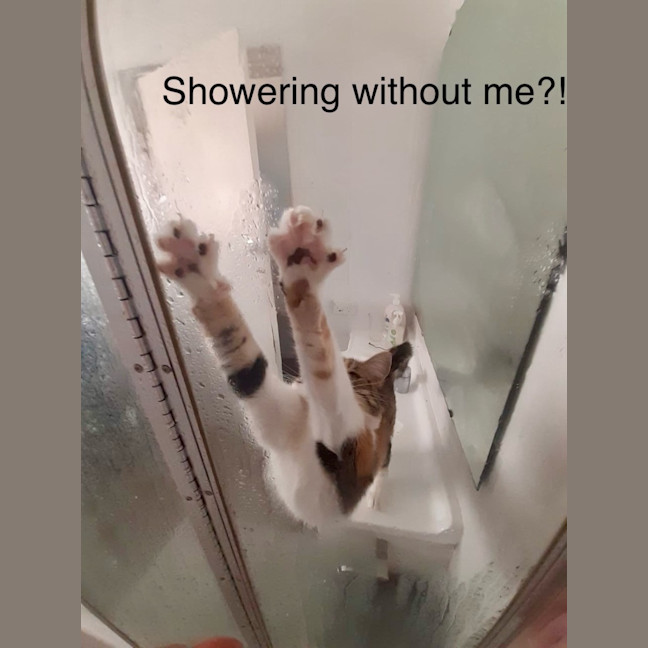 Photo of Marshmallow