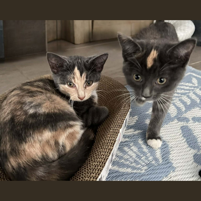 Photo of Nova