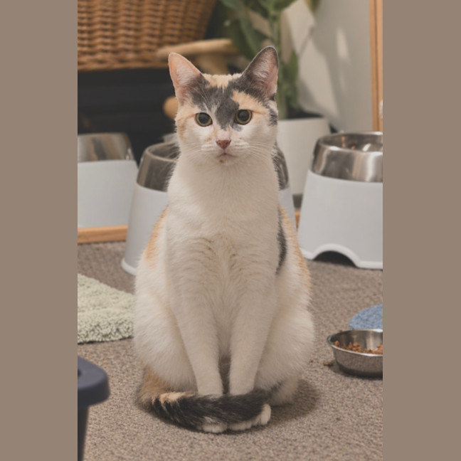 Photo of Lily 