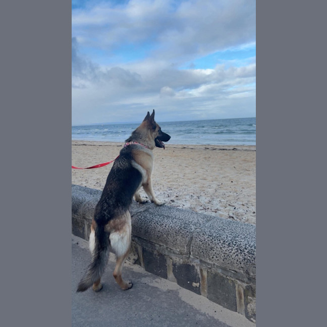 Photo of Nymeria