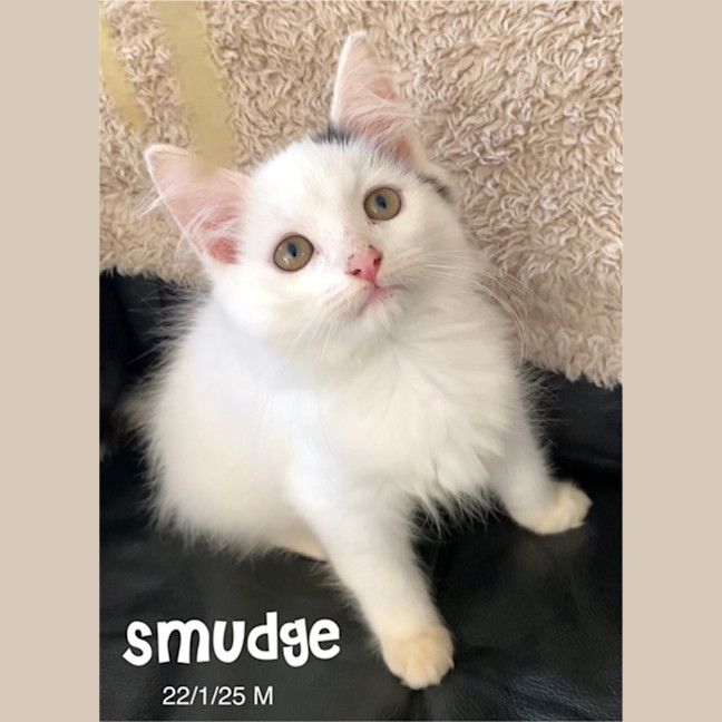 Photo of Smudge