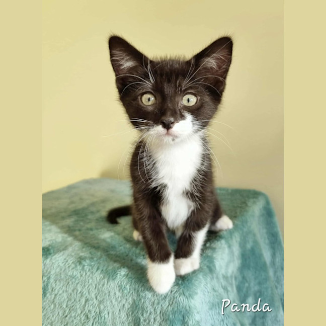 Photo of Panda