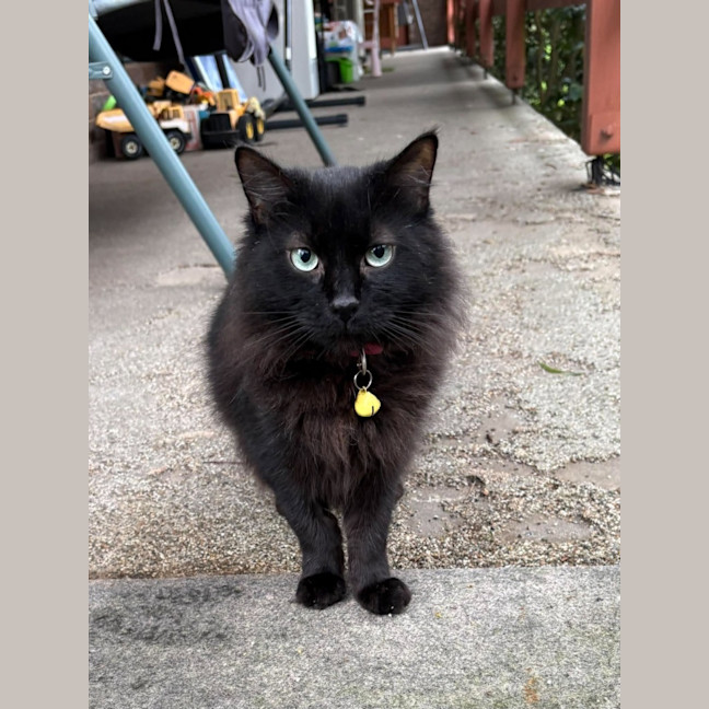 Photo of Shadow   In Foster Care In Richmond