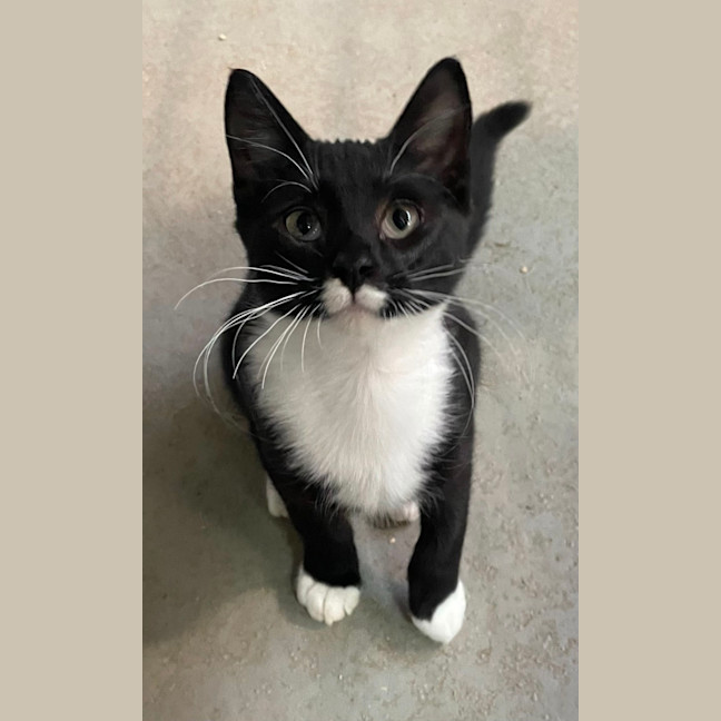 Photo of Sweets Aka Fish Toots