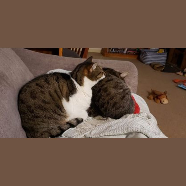 Photo of Muffin And Boofus