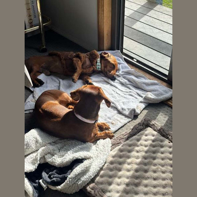 Photo of Onyx