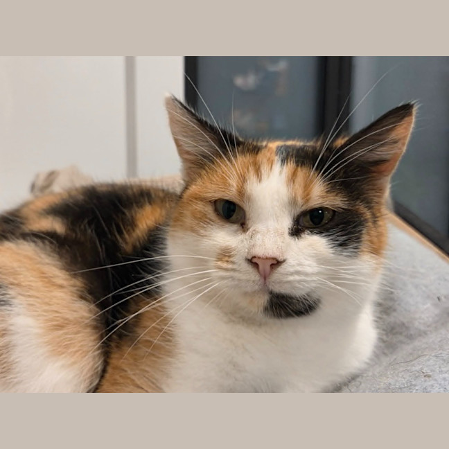 Photo of Pickle