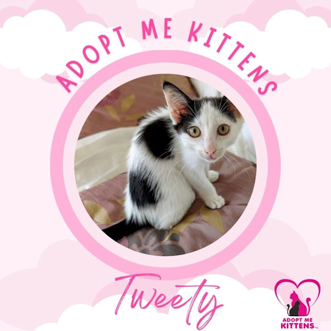 Photo of Tweety