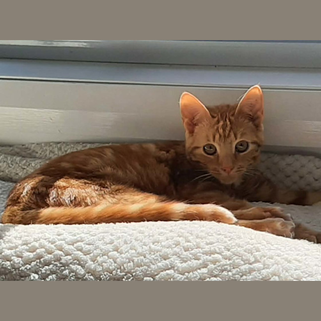 Photo of Ollie