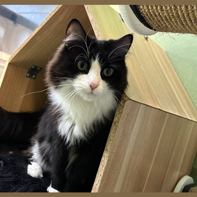 Photo of Sylvester (Bonded With Cleopatra)