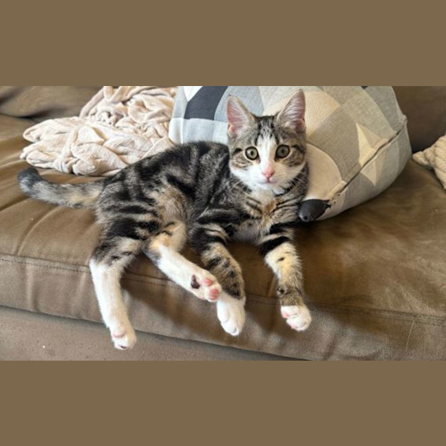 Photo of Gizmo