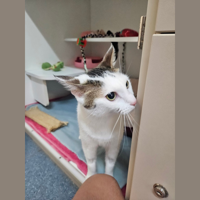 Photo of Lulu
