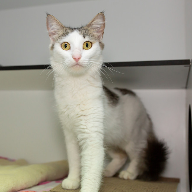 Photo of Marshmallow