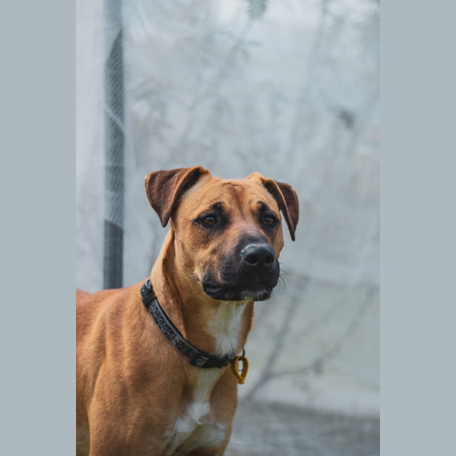 Photo of Tessa (Stella)