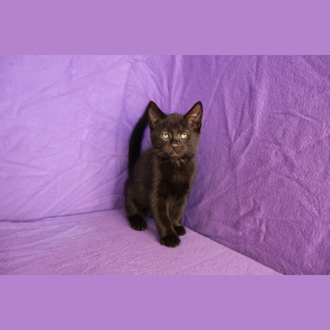 Photo of Tails