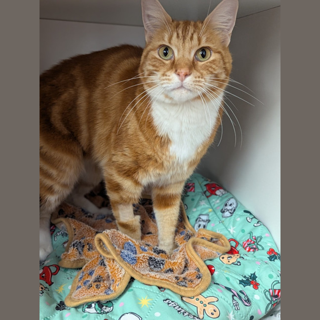 Photo of Pumpkin Bumpkin