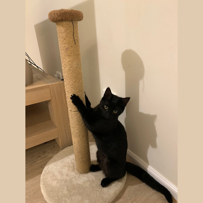 Photo of Nala (Was Wilma)