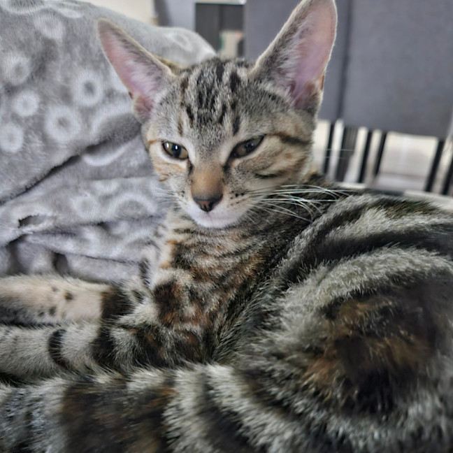Photo of Ophelia