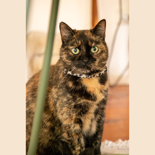 Photo of Layla
