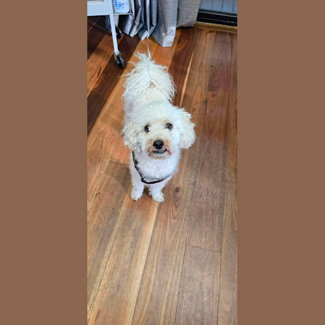 Photo of Buddy