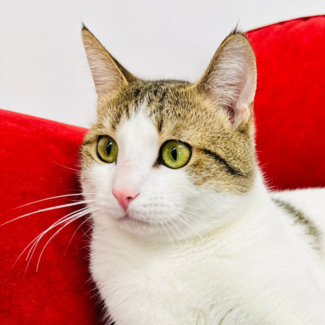 Photo of Buzz   Located In Brunswick East 