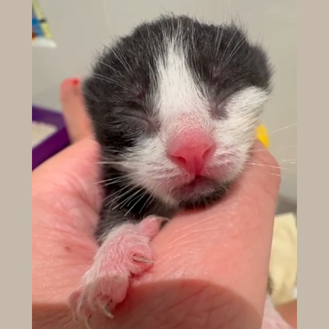 Photo of Tuxie