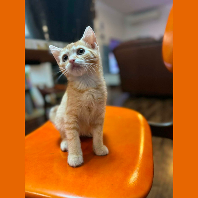 Photo of Bo