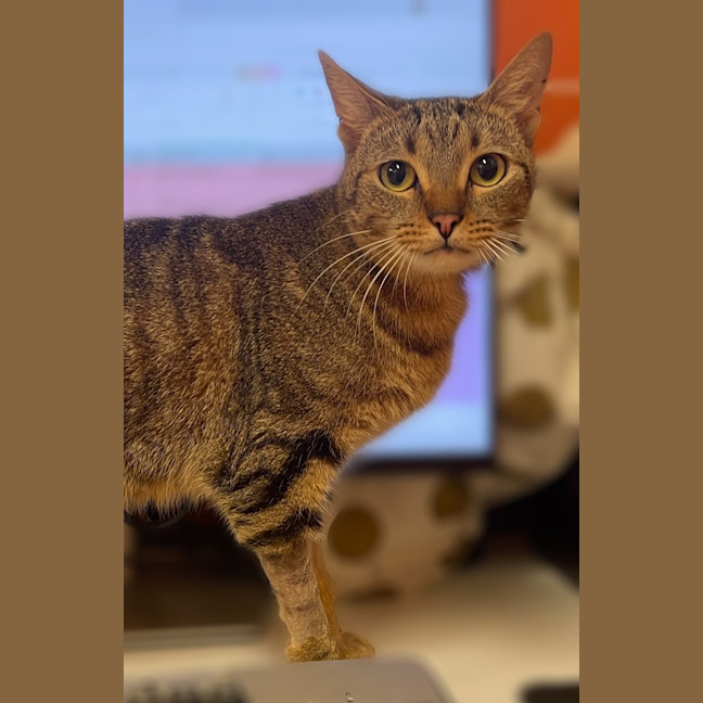 Photo of Sedna