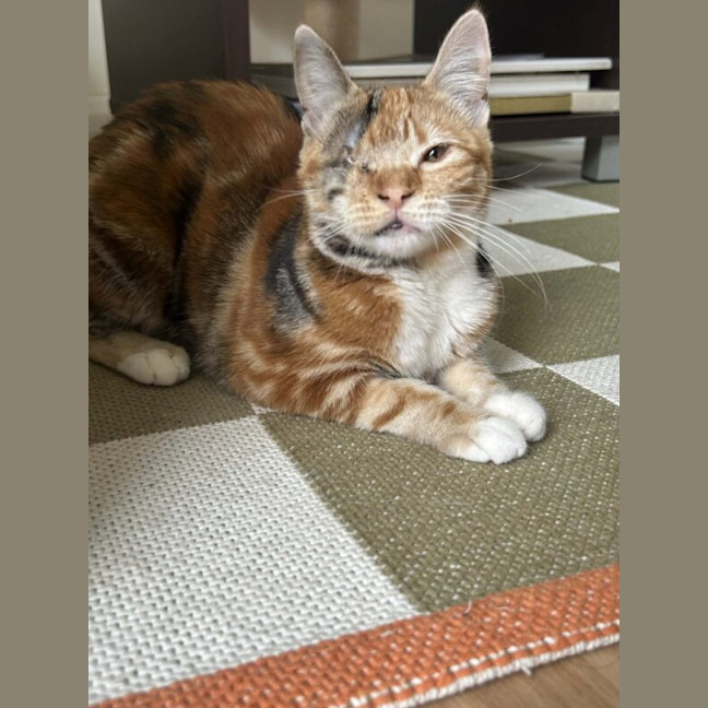 Photo of Terracotta