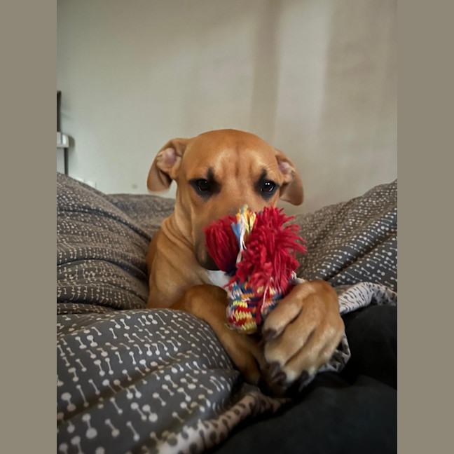 Photo of Kindle (Honey)