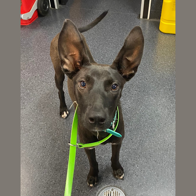 Photo of Lucky 