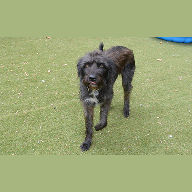 Photo of Hairy Maclary