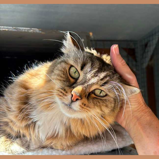 Photo of Hunter