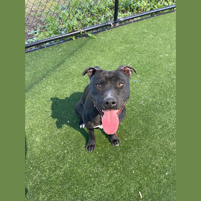 Photo of Bonnie Imp 1177