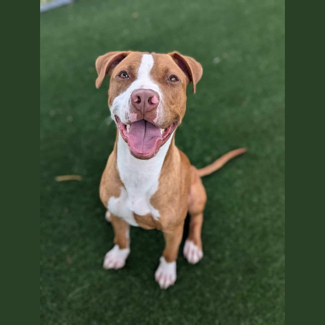 Photo of Pepsi Imp 2839