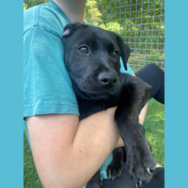 Photo of D1063 Peppa