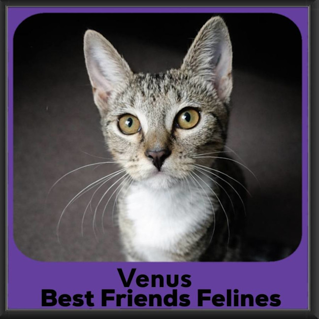 Photo of Venus