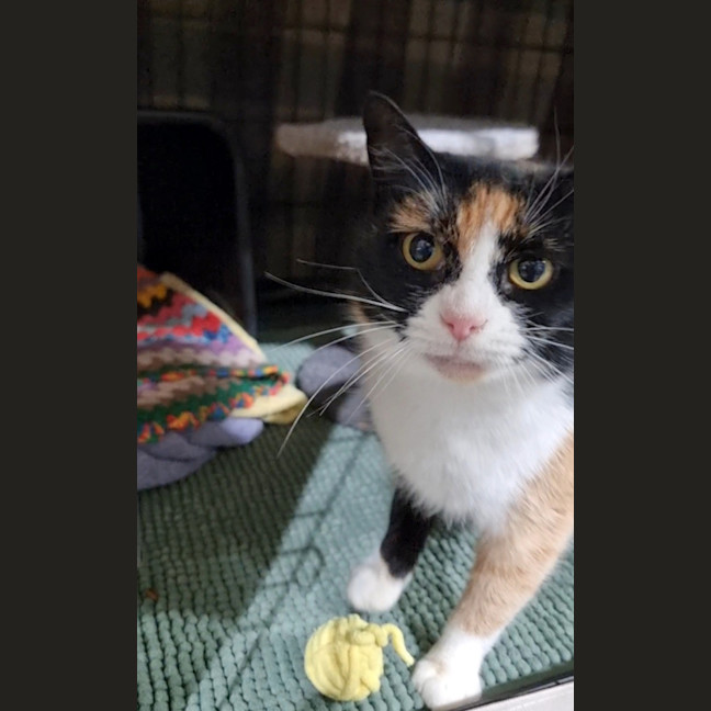 Photo of Clover