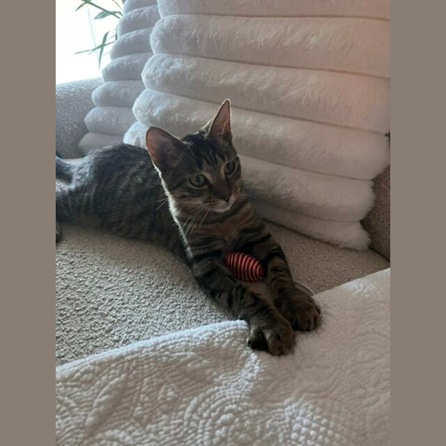 Photo of Teddy