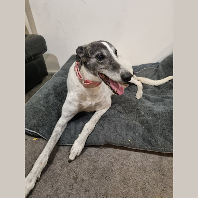 Photo of Stella