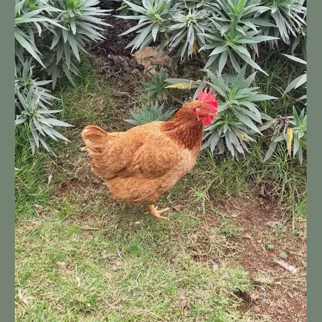 Photo of Stevie Chicks, Lady Clucka And Sheryl Crow