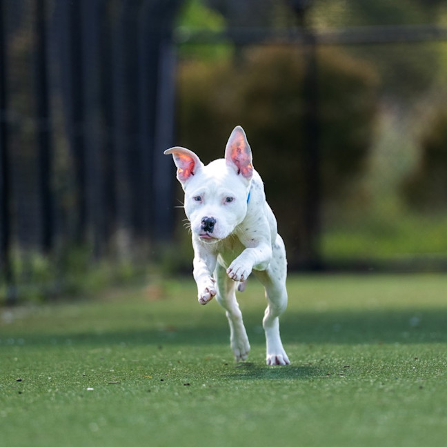 Photo of Smudge Imp 2433