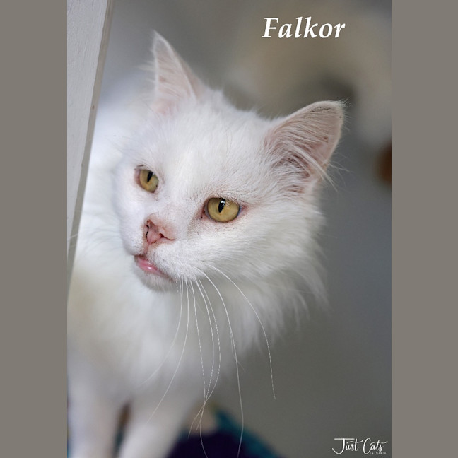 Photo of Falkor   Foster To Adopt